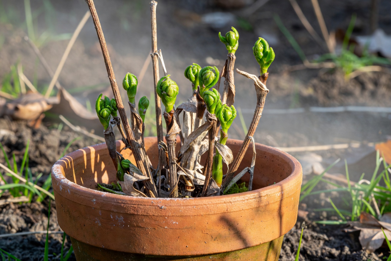 Biljka u fazi oporavka s vidljivim novim pupoljcima na bazi