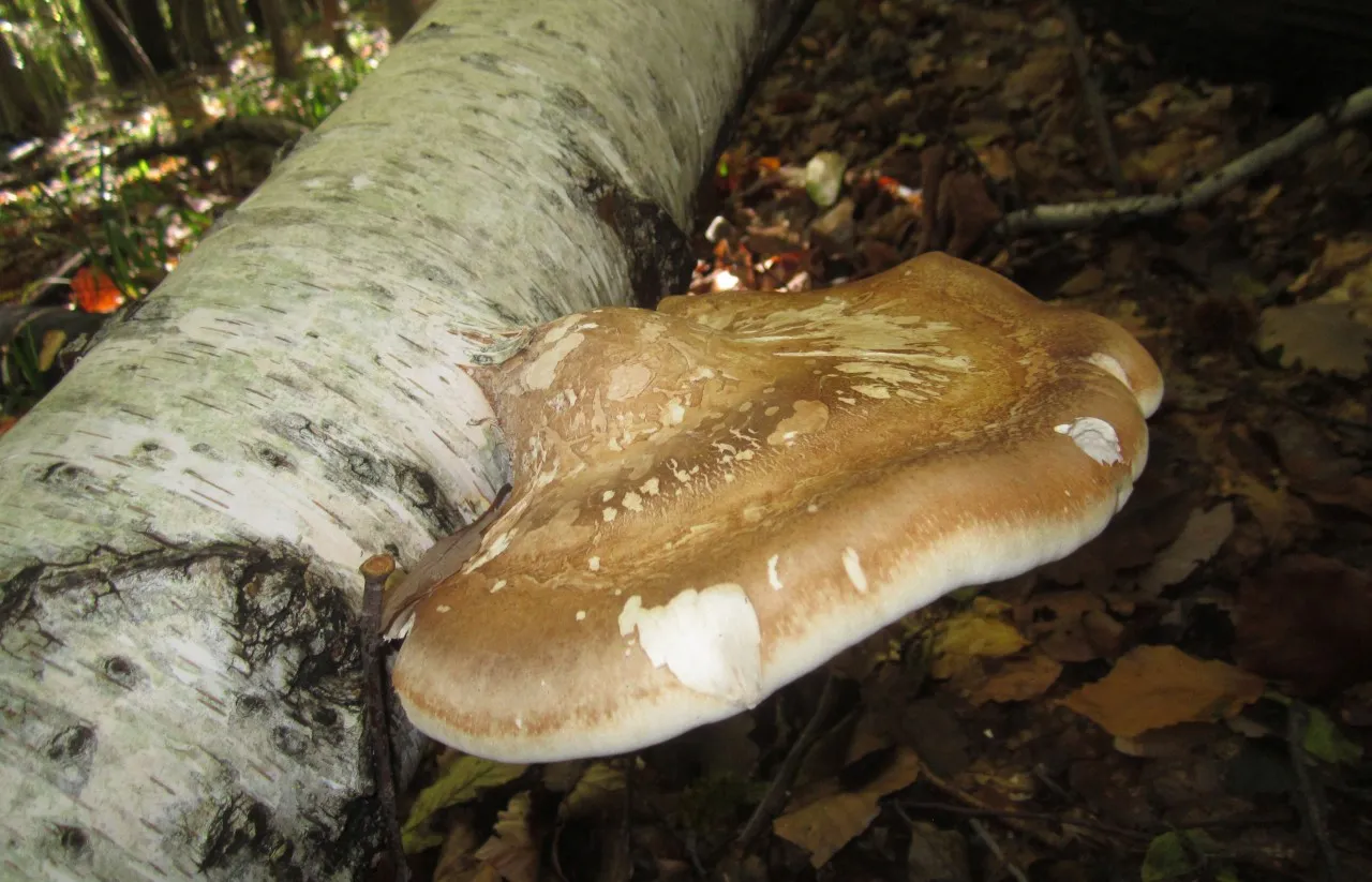 Kako brezova guba (Piptoporus betulinus) čuva naša pluća