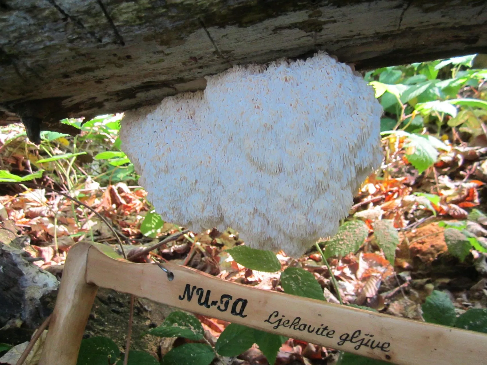 Kako gljive mogu utjecati na probavni sustav i pomoći našoj probavi