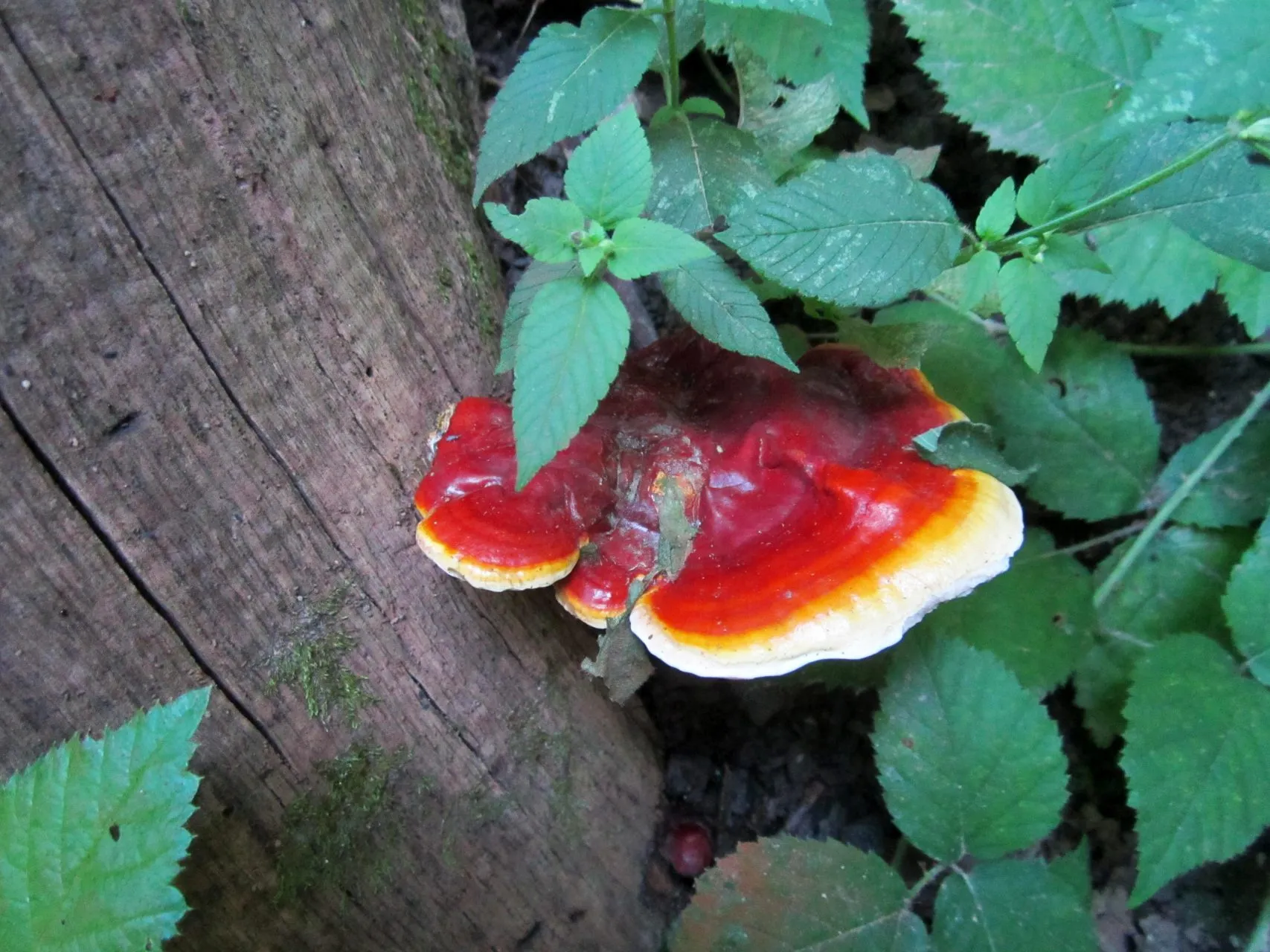 Antibakterijsko djelovanje ljekovitih gljiva s naših područja