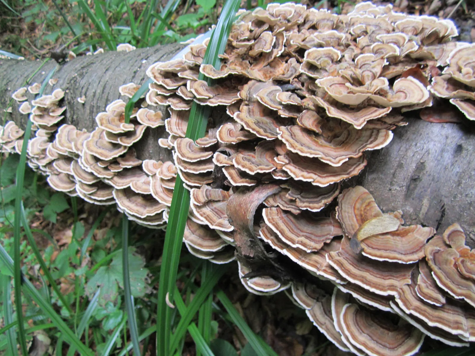 Kakav utjecaj imaju gljive na ljudsko zdravlje – imunitet