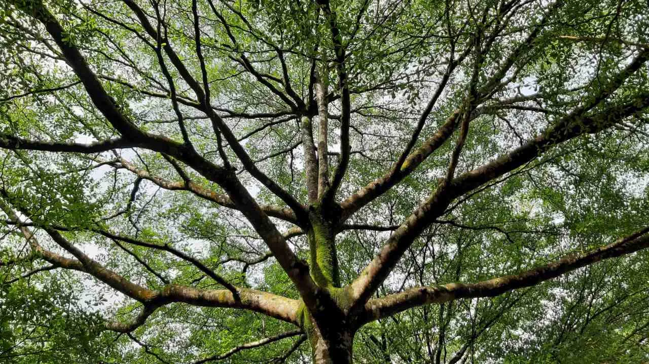 Kako biljke pripremaju hranu