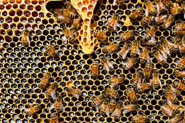 Alergija na propolis | Kada i kako uzimati propolis