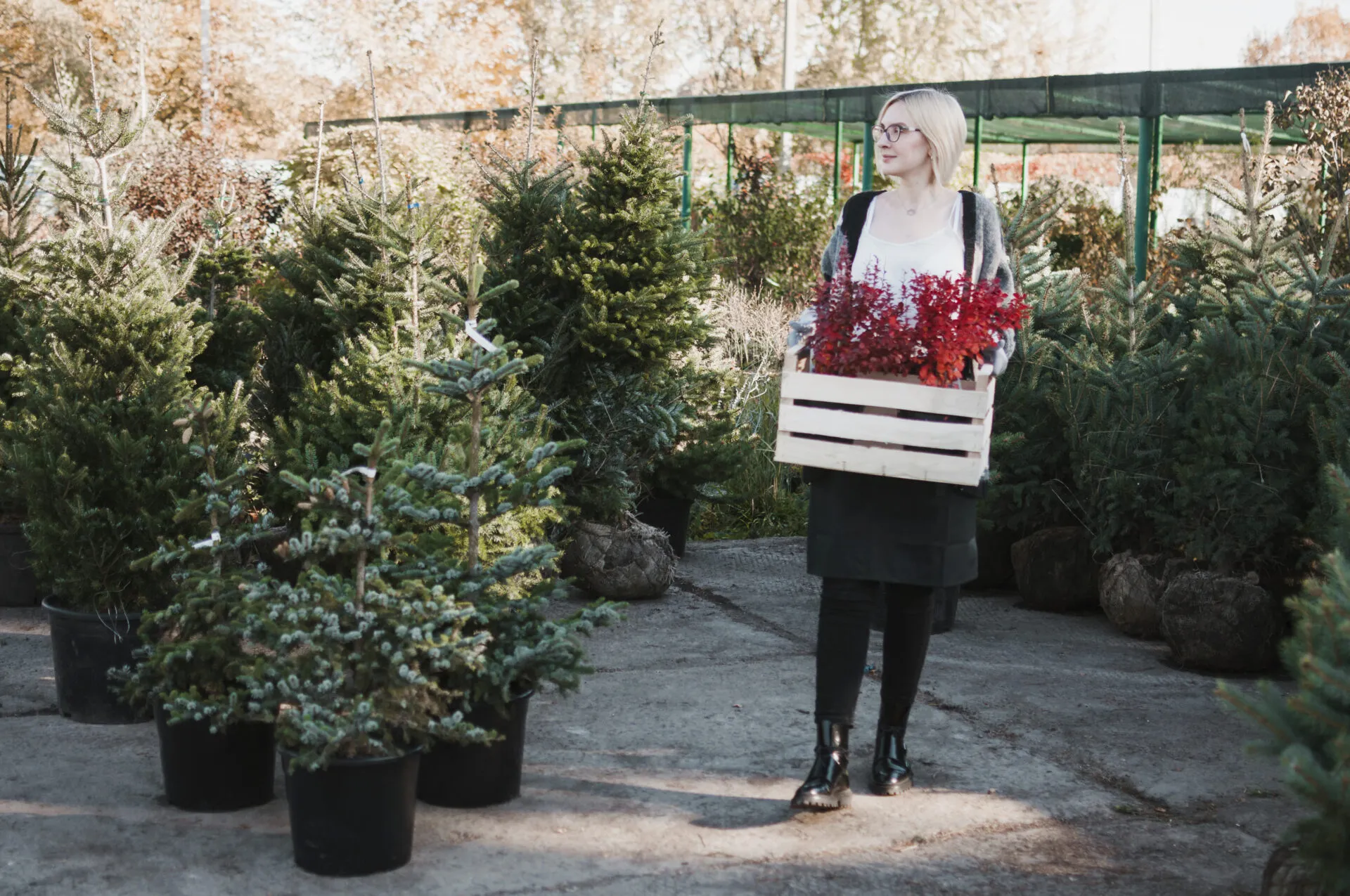 Kako odabrati božićno drvce u tegli i presaditi ga da traje godinama